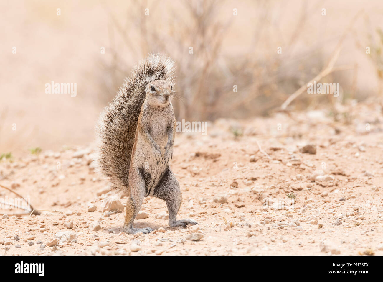 Cape Ground Squirrel,  Xerus inauris, Kgalagadi Transfrontier Park, Northern Cape, South Africa. Endemic terrestrial rodent standing upright Stock Photo