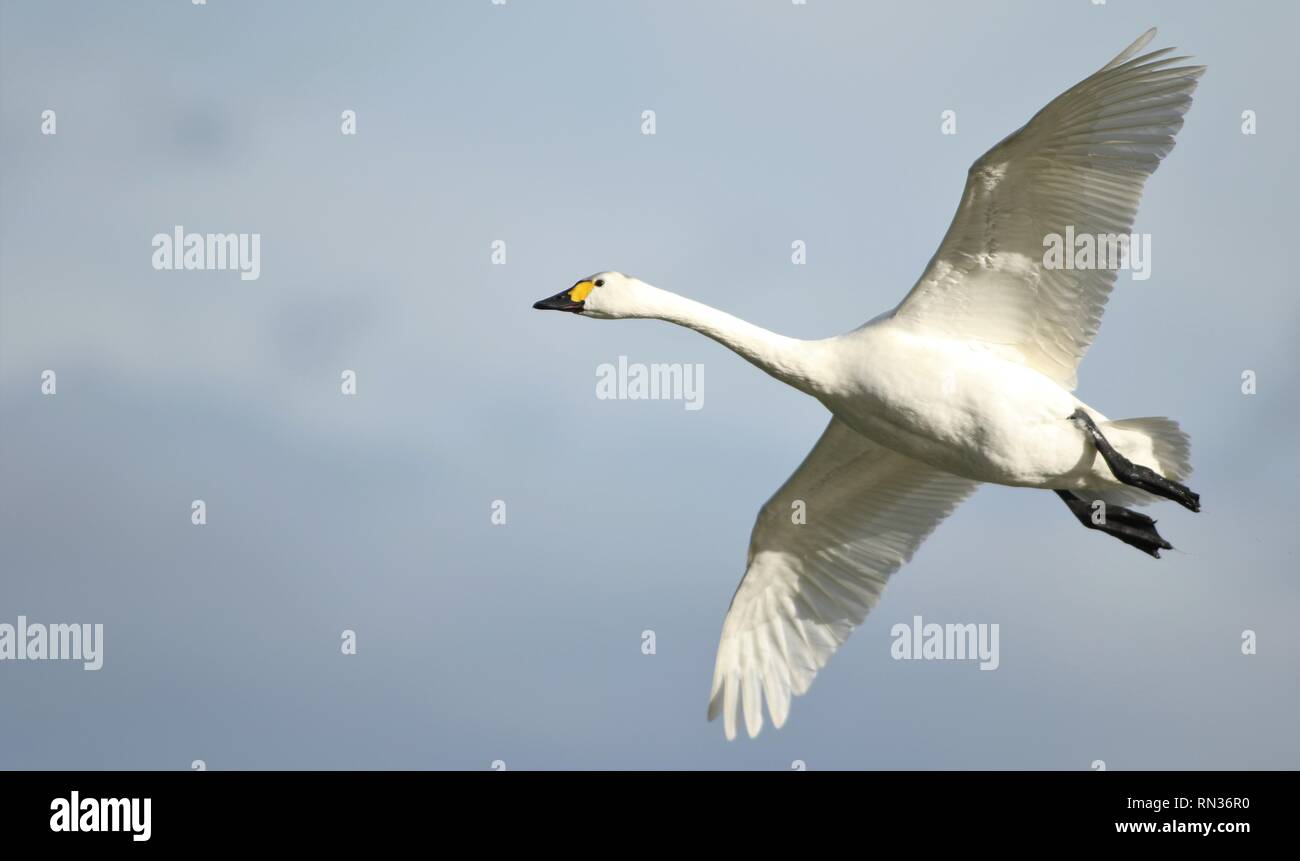 Bewick's swan (Cygnus columbianus bewickii) in flight on sunny winters day. February 2019, Gloucestershire, UK Stock Photo