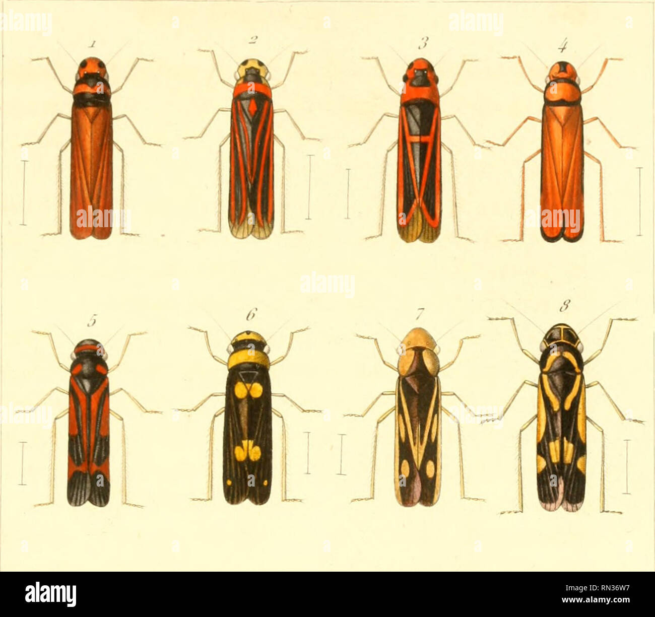 Annales De La Societe Entomologique De France Insects Entomology I I Iif T T I Ai