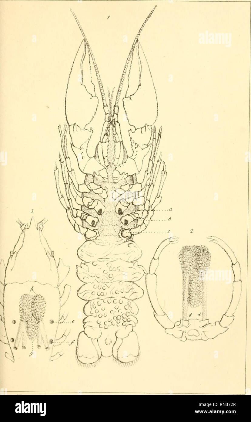 Annales De La Societe Entomologique De France Insects Entomology I Ia Ej Ui Aspae Ahaim Lt Yi E Ujya Ne 2 Su Ie Rcm V F Js Zli L C Ou4 Jr J4sear J Y Uiiha U A Wr A Please Note That These Images Are Extracted From Scanned