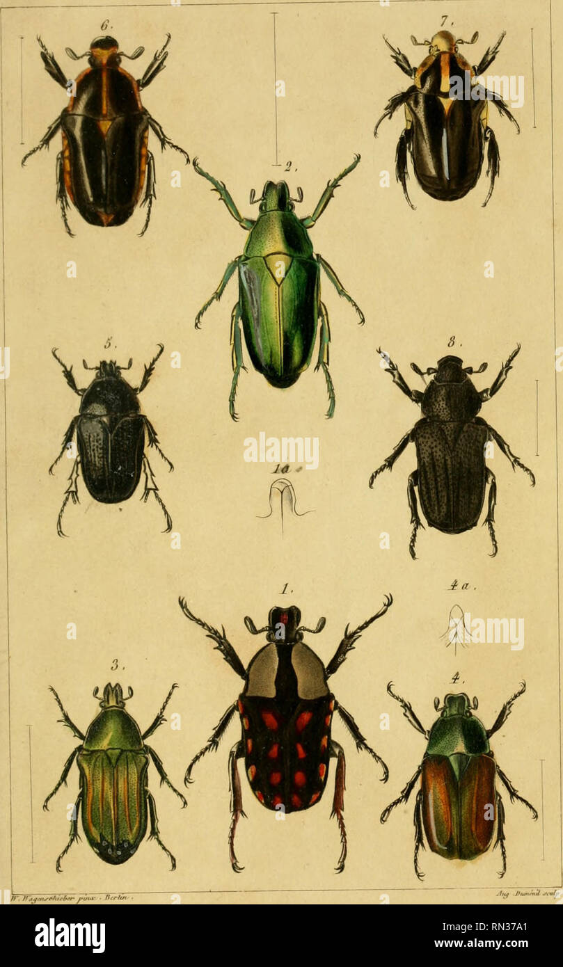 . Annales de la Société entomologique de France. Insects; Entomology. Annale* de h JWÙ-fè EnhmaTû^u^ de France ? 2 ÏJ&amp;ie - Tome II TUt. I. Amcucrod&amp;f Tassermn'^/r.-.r/. S . i',iLtniu coUaùa. y Goiy,?/./;•/&gt;? //. Wacroma sulcLcolus ? ,i,/,,,„m ? 7 . Miirromii nwTtpennuf Jdhmm ? t). fii'/iiii,i'ltii-/ii/f(,r /jir,r/'crr////.r .i/,.„. Please note that these images are extracted from scanned page images that may have been digitally enhanced for readability - coloration and appearance of these illustrations may not perfectly resemble the original work.. Société entomologique de France;  Stock Photo