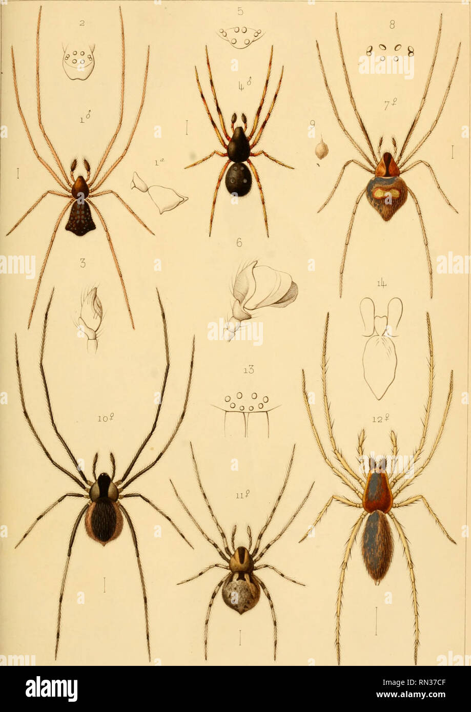 Annales De La Societe Entomologique De Belgique Insects Entomology Annales De La Soae E Eriiorru Gt Liii Jue Je i Iijiie Tonle Xxn Pi L Becker Pmar Debrav Se I Arffyrodes Tritul Erculatus Z 5eu4 R Lo Theridion Pasca6oulensis I 5 A R Ijj