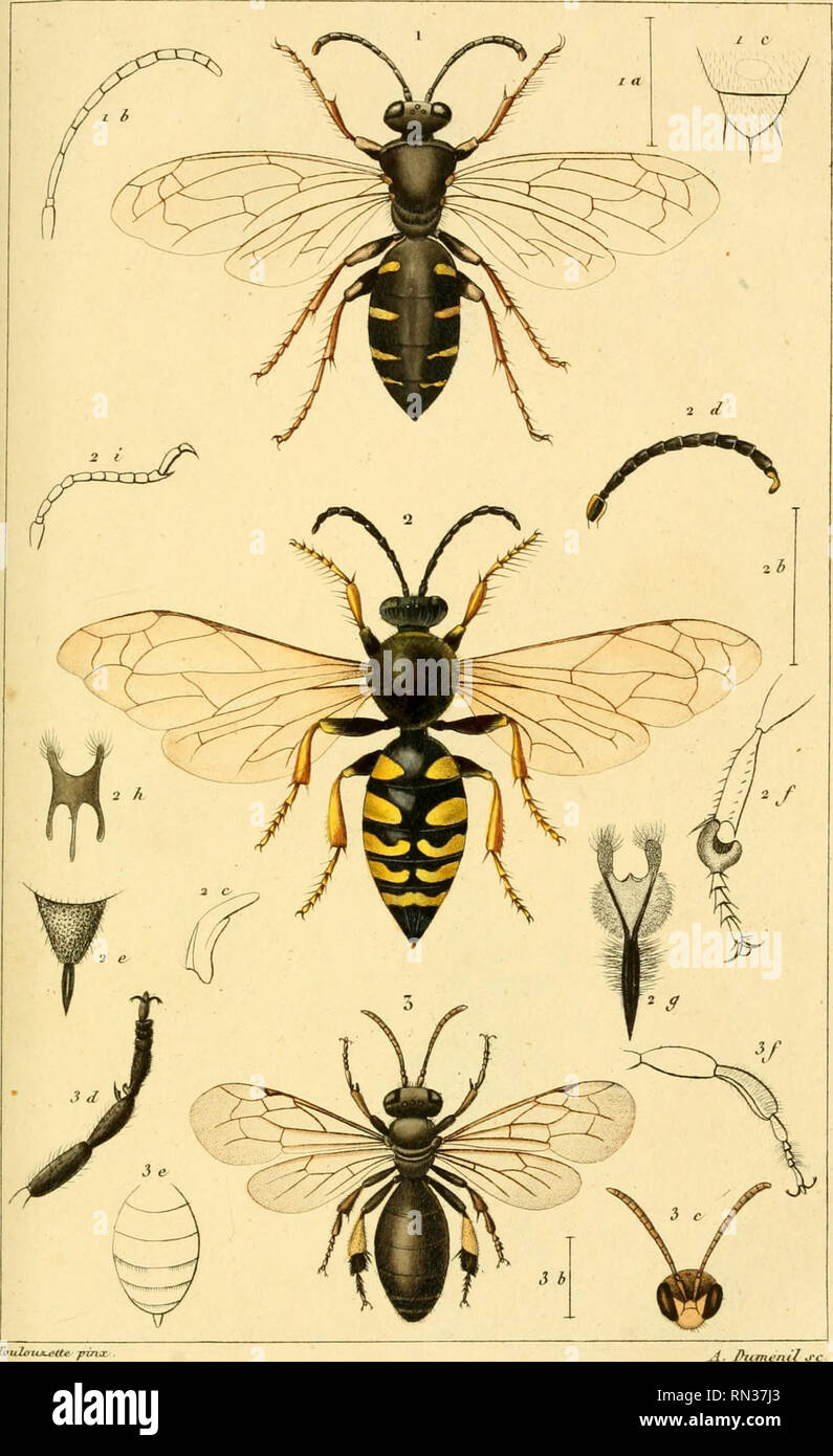 . Annales de la Société entomologique de France. Insects; Entomology. ^Inn de /a Joe Entotn de France Tom VU. /Y.. Touloujt^tte pinx 1. S 11 y. W .S Perrùni 2 S . Vr^rtcornùr Jmp ?*' de ^'aÛitZi&lt;. Please note that these images are extracted from scanned page images that may have been digitally enhanced for readability - coloration and appearance of these illustrations may not perfectly resemble the original work.. Société entomologique de France; Société entomologique de France. Bulletin de la Société entomologique de France 1833-94. Paris : La Société Stock Photo