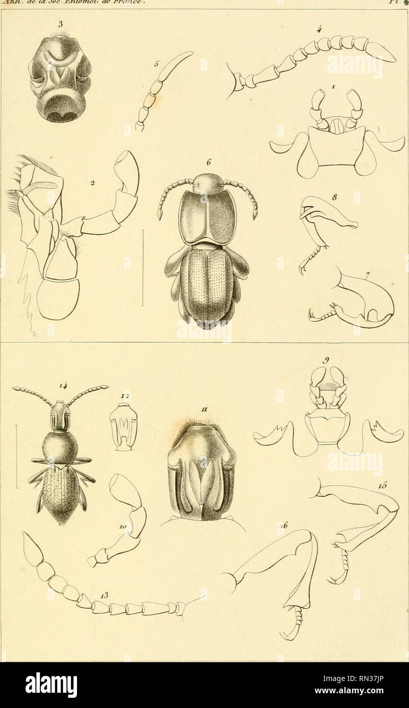 . Annales de la Société entomologique de France. Insects; Entomology. ,Ann . t/e fa Joc.-£ni07no7. ae J^ran-. prVTt, 1-8 ircilli- SliUirux l) SoiWll'US r,llll,r . C)-lG (rcnre C C pli a los te n U s 14 t'cpliil loslomis Pe/e bnpf de FoOia. Please note that these images are extracted from scanned page images that may have been digitally enhanced for readability - coloration and appearance of these illustrations may not perfectly resemble the original work.. Société entomologique de France; Société entomologique de France. Bulletin de la Société entomologique de France 1833-94. Paris : La Socié Stock Photo