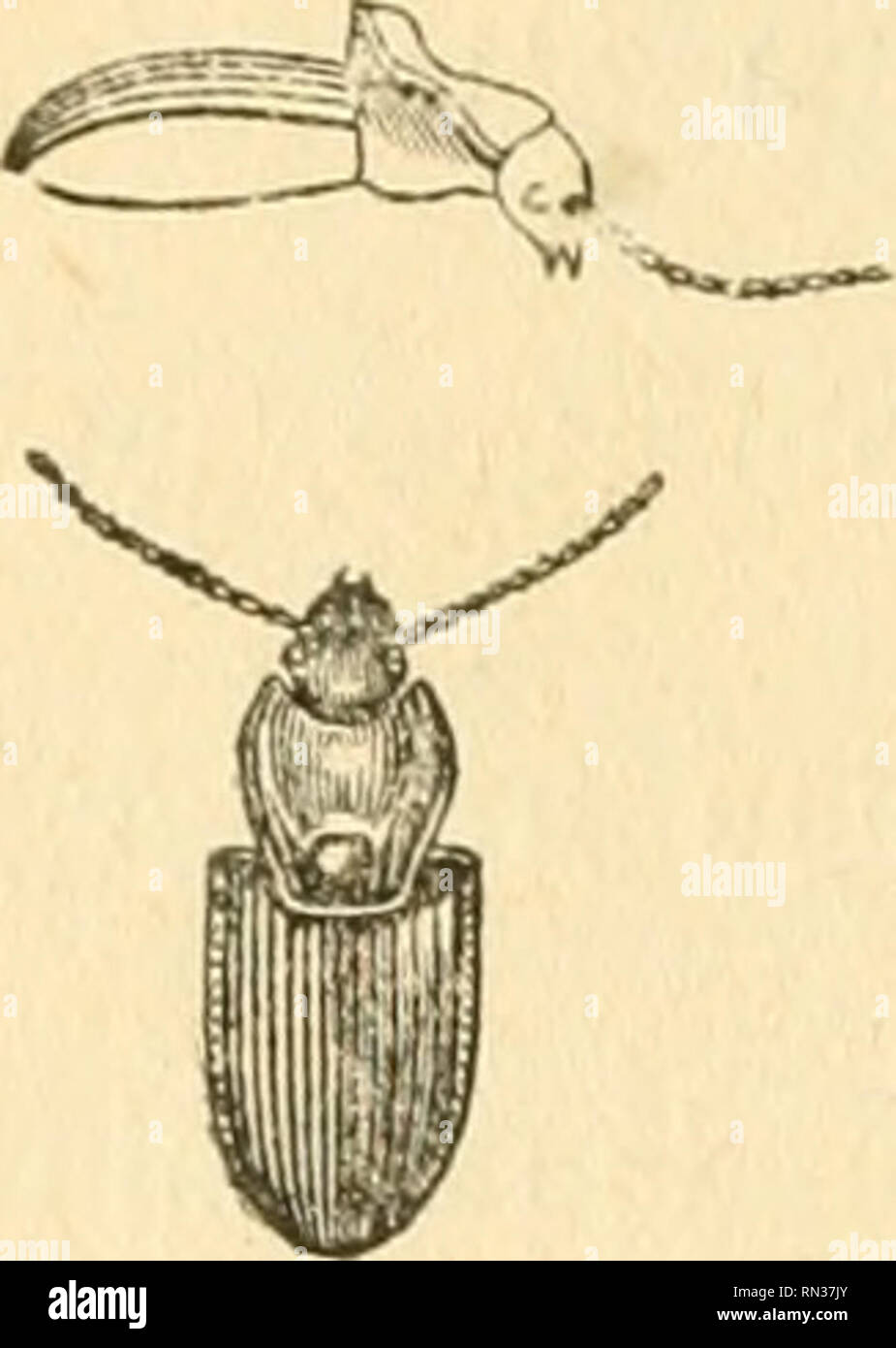 . Annales de la Société entomologique de Belgique. Insects; Entomology. CCL Noire nouveau confrère, M. A. Mertens, ayant capturé à Boits- fort pendant le mois d'octobre dernier une grande quantité d'exem- plaires de YAbax ovalis Duft., coléoptère d'ailleurs commun dans la forêt de Soignes et ses alentours, il s'en est trouvé dans le nombre un, dont le corselet est tellement difforme qu'il donne à l'insecte une physionomie étrange. Une forte gibbosité, ou plutôt une ampoule bour- souflée, y occupant le centre de la base du prono- tum, a à la fois soulevé celle-ci à un niveau supé- rieur au plan Stock Photo