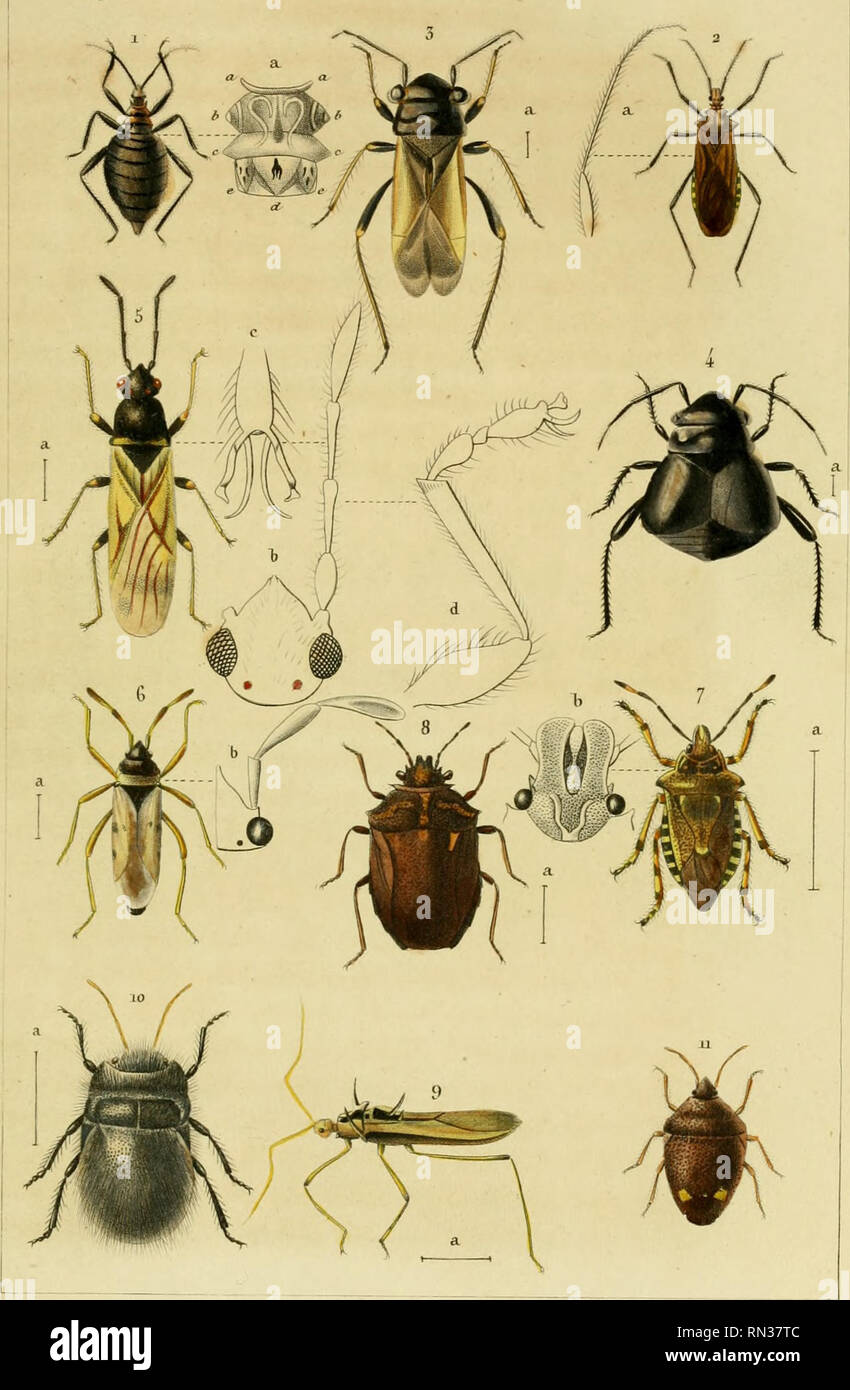 . Annales de la Société entomologique de France. Insects; Entomology. Ann^ de ia Soc. /?^n/tjmotoqtaitt de l''r. A Co^ta tirt. Ai.o P.U ^cuÂ, ^ 1 Holotnclvus i/c'&gt;ft^a/it.r. A (cria 2 Ilololrichus ([i,rM,.J.('5.Vhvloc&gt;.'-iis//,?twmu/e/in,it,u;A.C. 41'acllvtomA mitior. -î . C . Jf. Pach vtii crus /&gt;a7'aiUfu^. A . (' li Irilomacei-a aph.moidej^, AC . /.Asopus ae/i^-i , A if&gt; l'odops ./V.v////,.-, .1 C c) Aoanlhothorax j-icuJiui: A . CxolV&amp;thycoTra /tù'tn , A ? C. a. Caclo«:lossa li/neen , A . C. Please note that these images are extracted from scanned page images that may have be Stock Photo