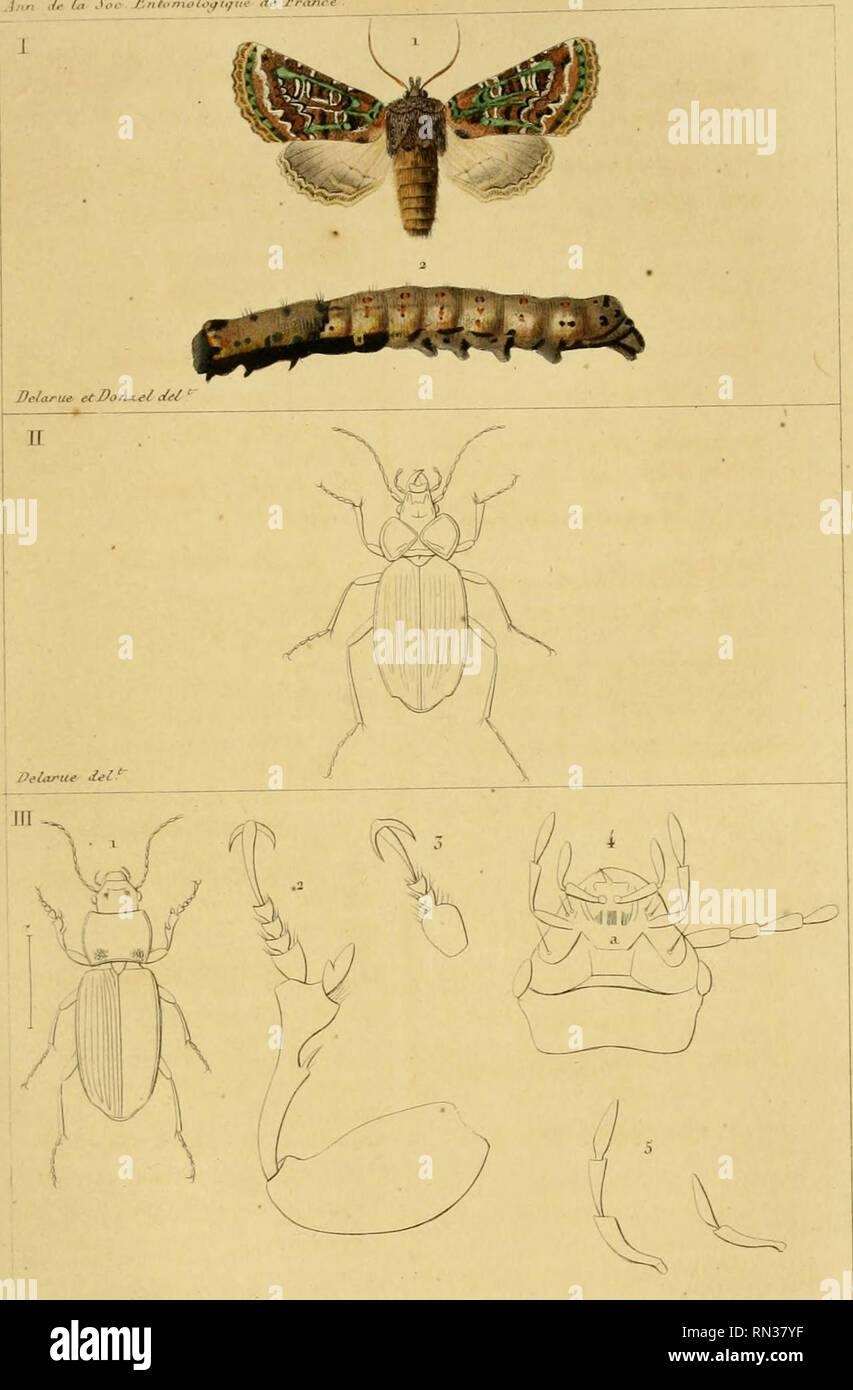 Annales de la Société entomologique de France. Insects; Entomology. ; ,„  /,. /„ ,l,..- /„/..«„./,.„„;„.. Je /?: Ton, r.P! 4-. J)i./.a SertK e J.a  f'crl^ -Scrù'Cit're . 2 J^alU anl*^rti'ure i^n