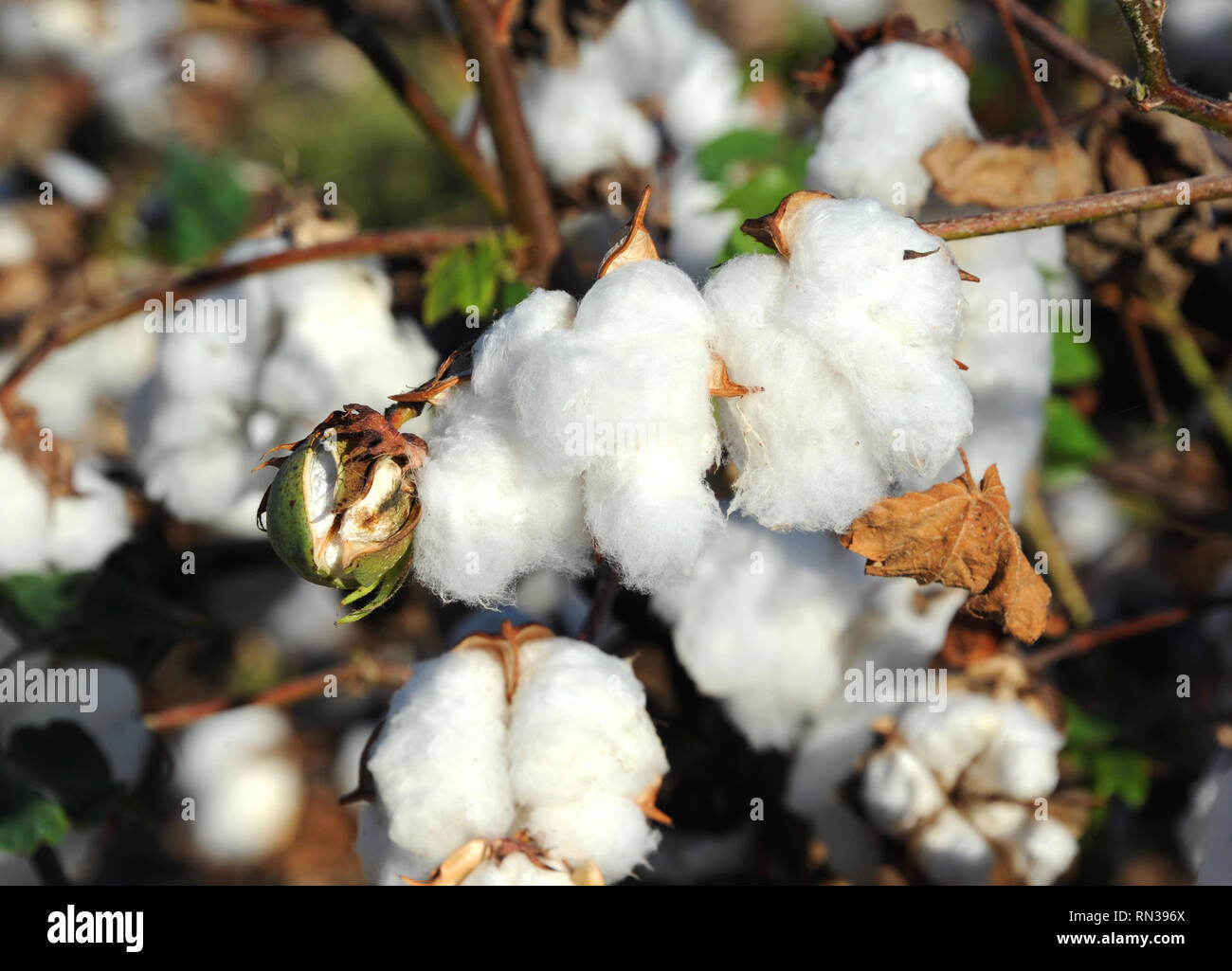 Closeup image shows a cotton boll still in the bud.  It is beginning to open up.  Plant also has cotton bolls at maturity. Stock Photo