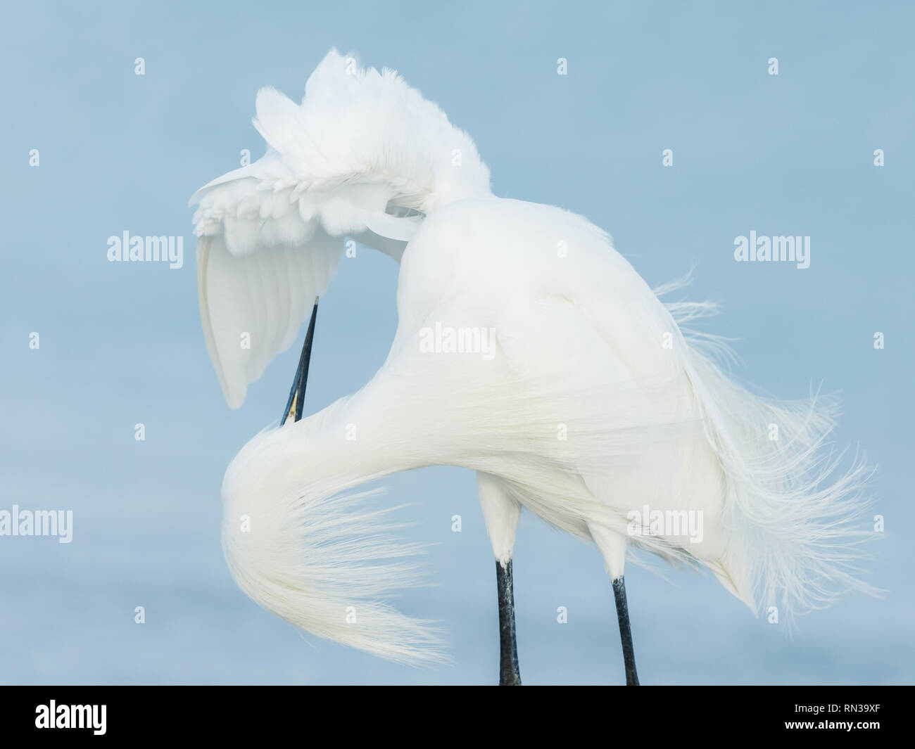Snowy Egret (Egretta thula) in breeding plumage - Fort de Soto, Florida Stock Photo