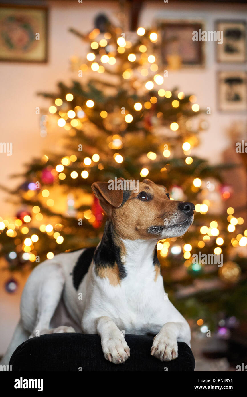 Jack Russell Terrier Christmas lights Bokeh Stock Photo Alamy