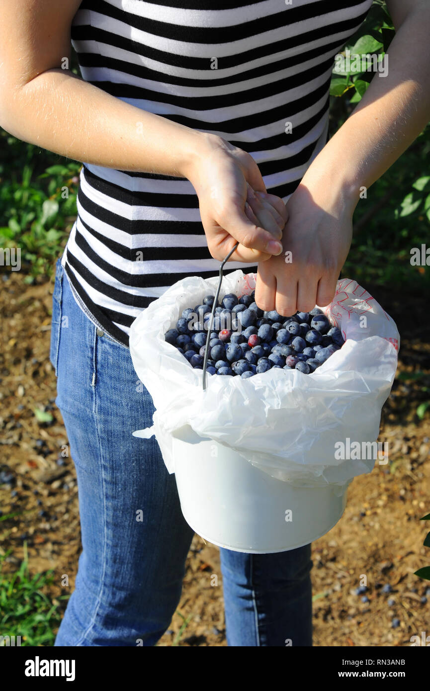 Young woman puts fresh picked blueberries into a white bucket at