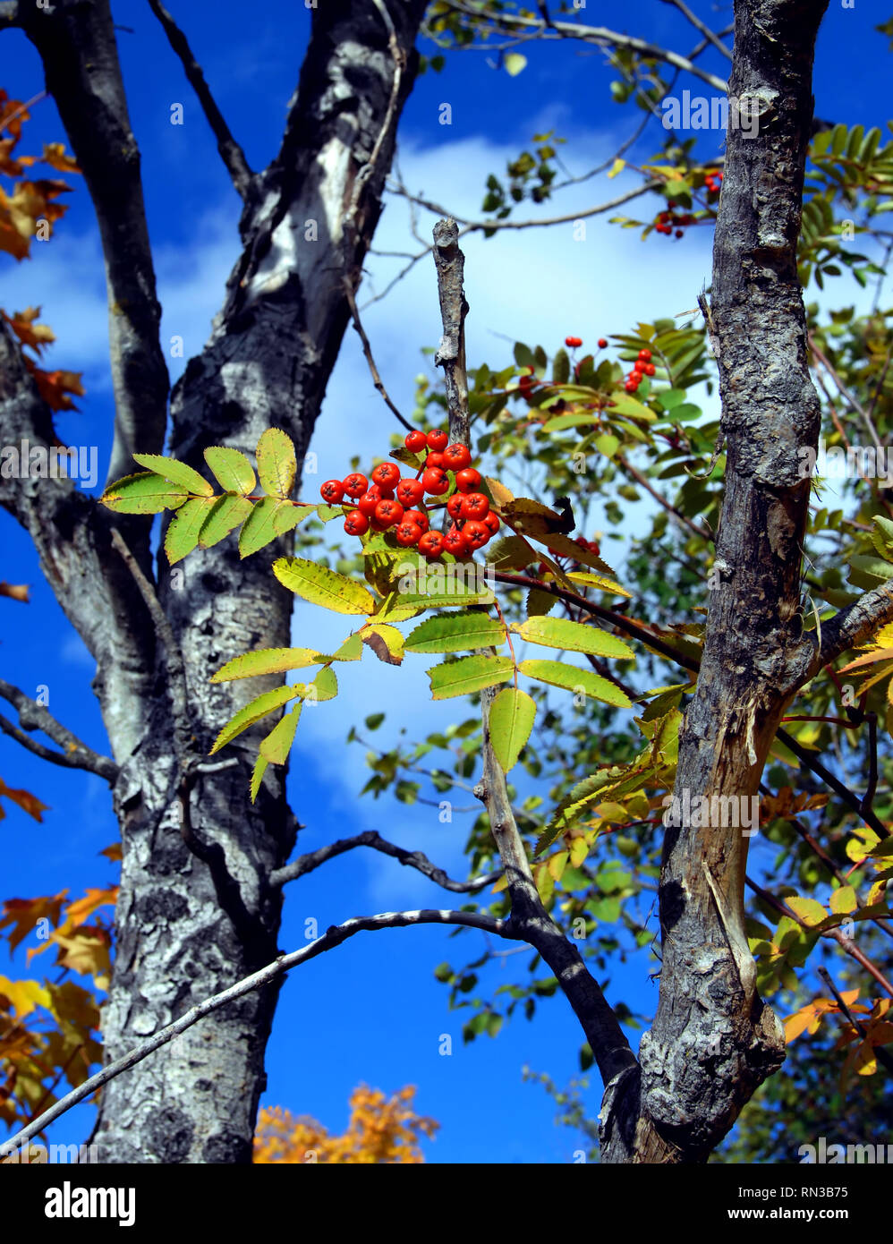 Michigan upper peninsula ski* hires stock photography and images Alamy