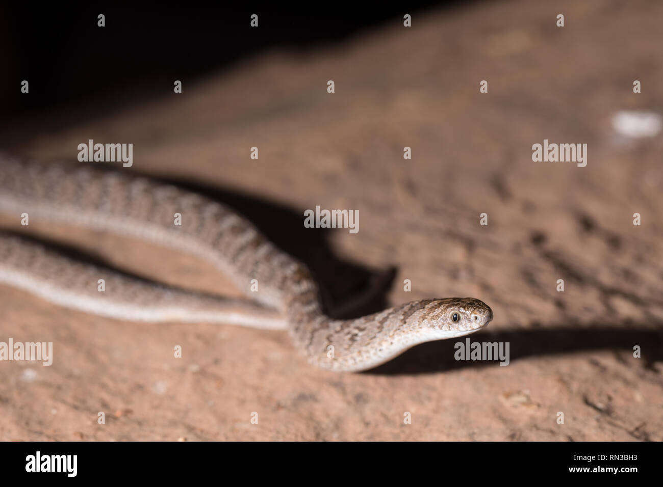 Common or rhombic egg-eaters, Dasypeltis scabra, like this in Madikwe Game Reserve, North West, South Africa are a common snakke harmless to people. Stock Photo