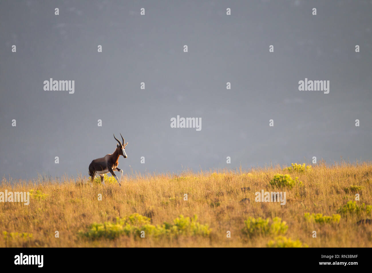 Bontebok National Park, Western Cape, South Africa was declared to protect the rare and endemic Bontebok antelope, Damaliscus pygargus pygargus. Stock Photo