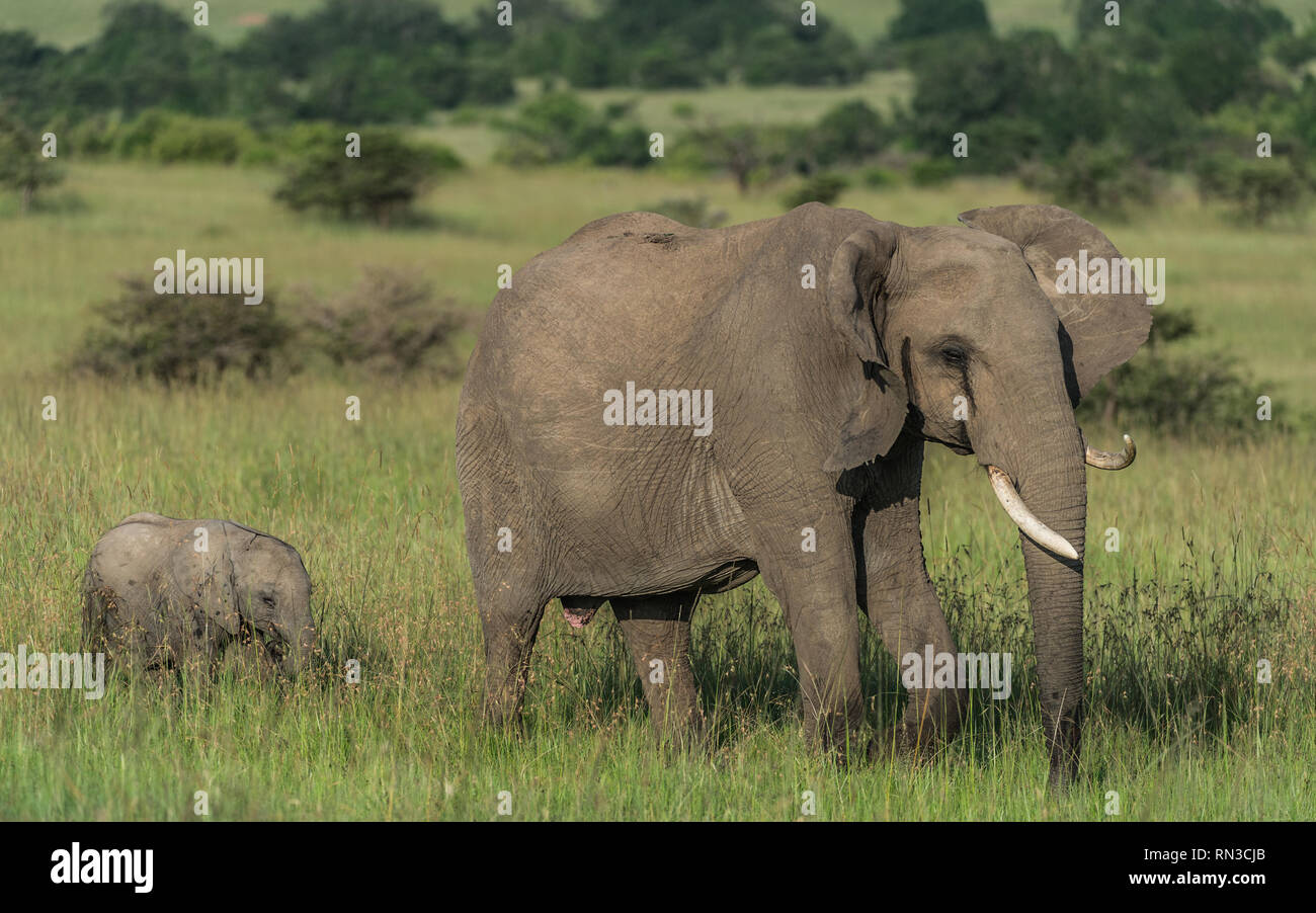 Elephant and Calf Stock Photo