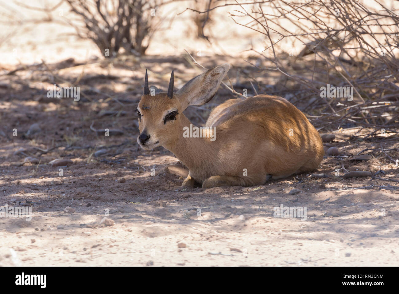 Small steenbok ram,  Raphicerus campestris  in shade of tree, Kgalagadi Transfrontier Park, Northern Cape, South Africa. Can exist without free water Stock Photo