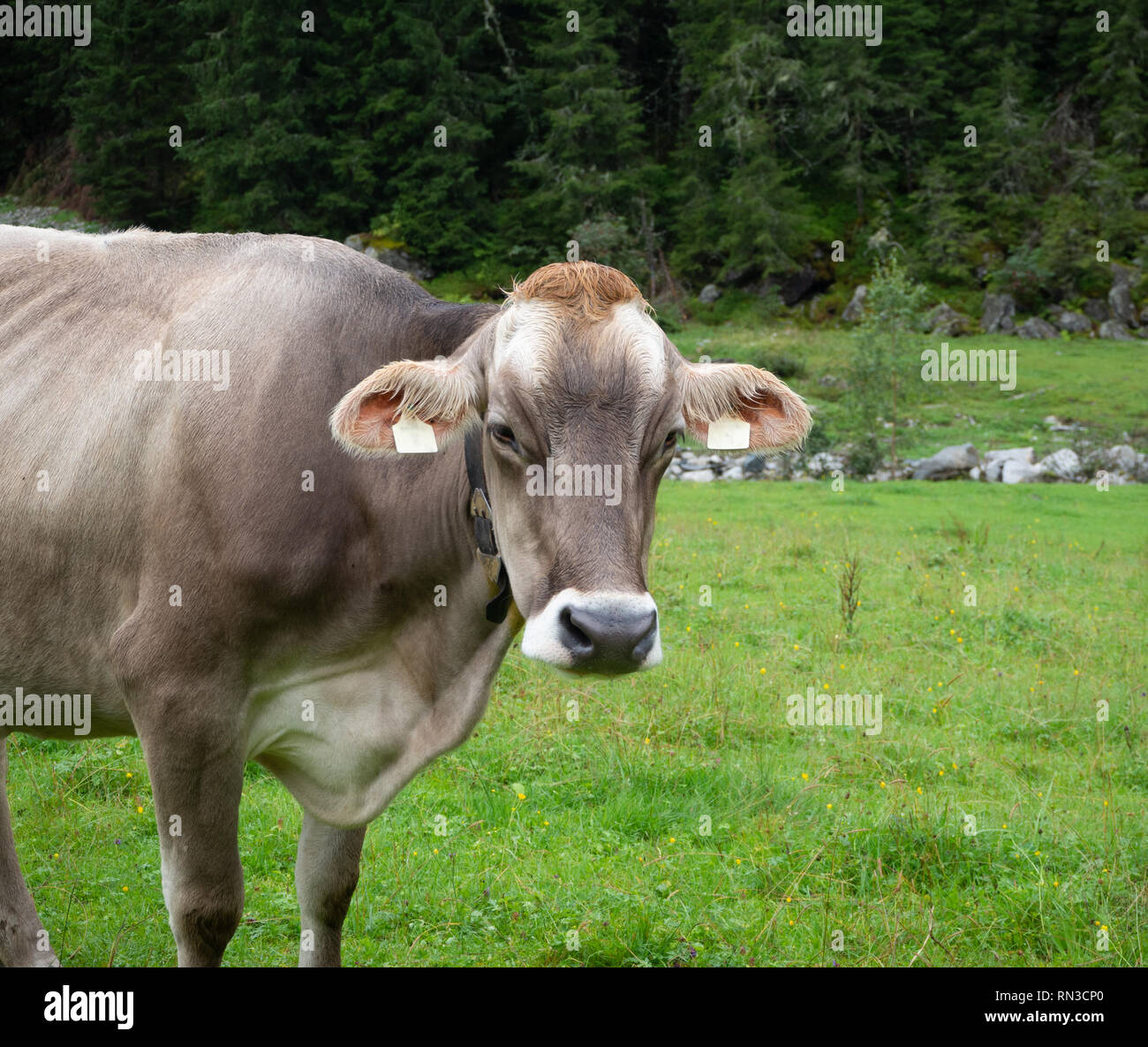 Milk cow in pasture Stock Photo