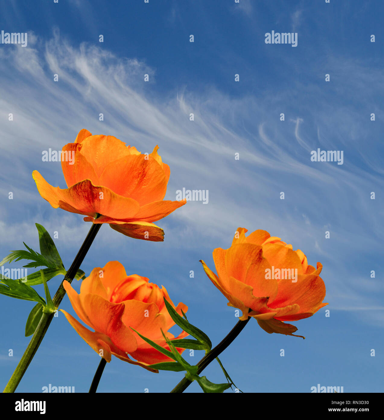 Three bright orange globe-flowers (Trollius asiaticus) close up on a blue sky background in sunlight - beautiful spring backdrop template with space f Stock Photo