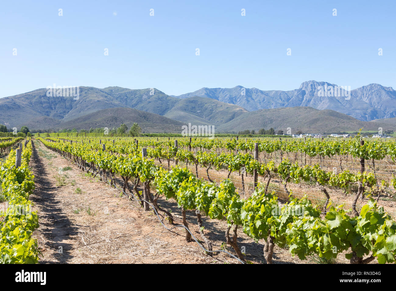 Trellised vines with irrigation pipes on winery in Robertson Wine