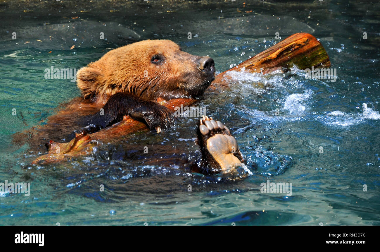 Grizzly bear floats in pool enclosure at zoo. Bear is clinging to a log
