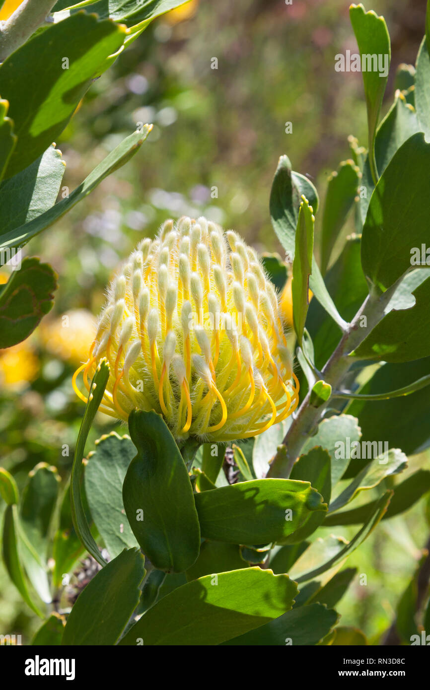 Yellow Leucospermum cuneiforme, or Commaon Pincushion, Kirstenbosch Botanical Garden, Western Cape, South Africa. Close up detail of a bud Stock Photo