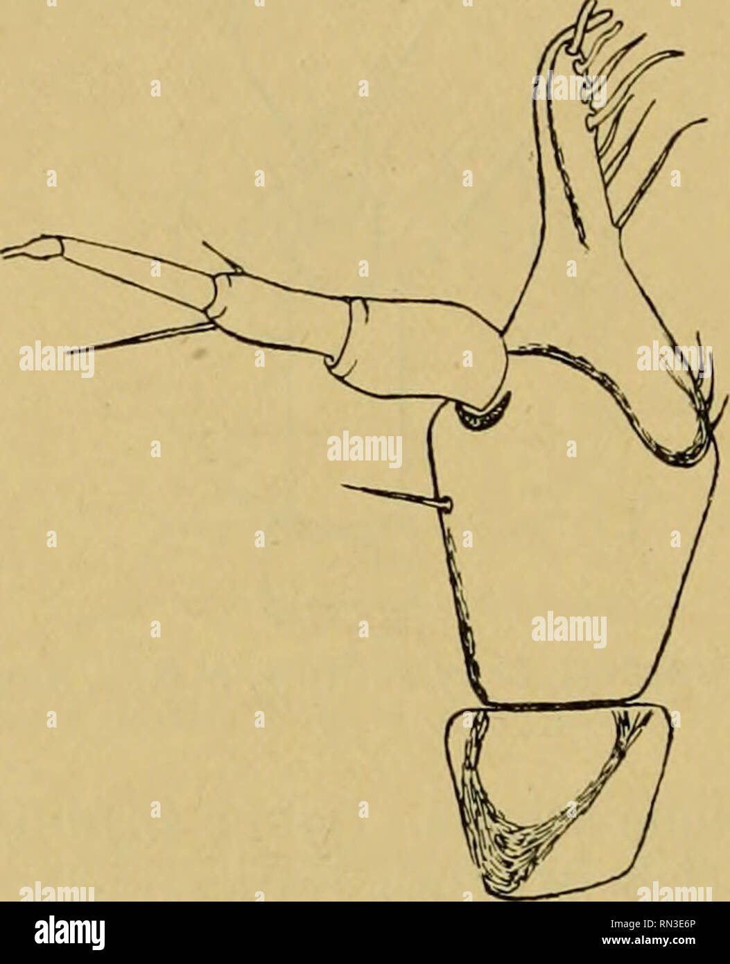 mal tete high resolution stock photography and images alamy