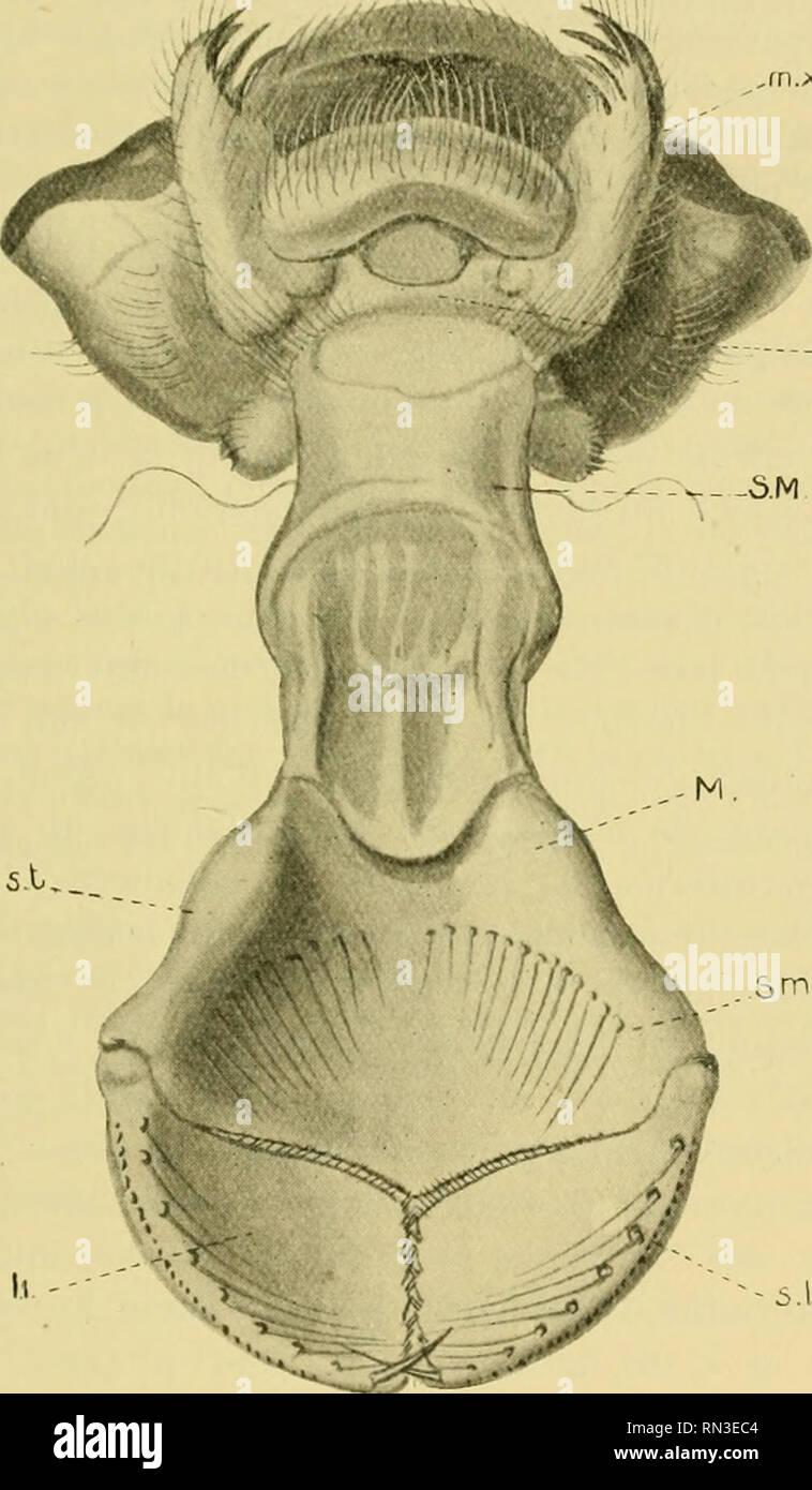 Page 4 - Pres A M A L High Resolution Stock Photography and Images 