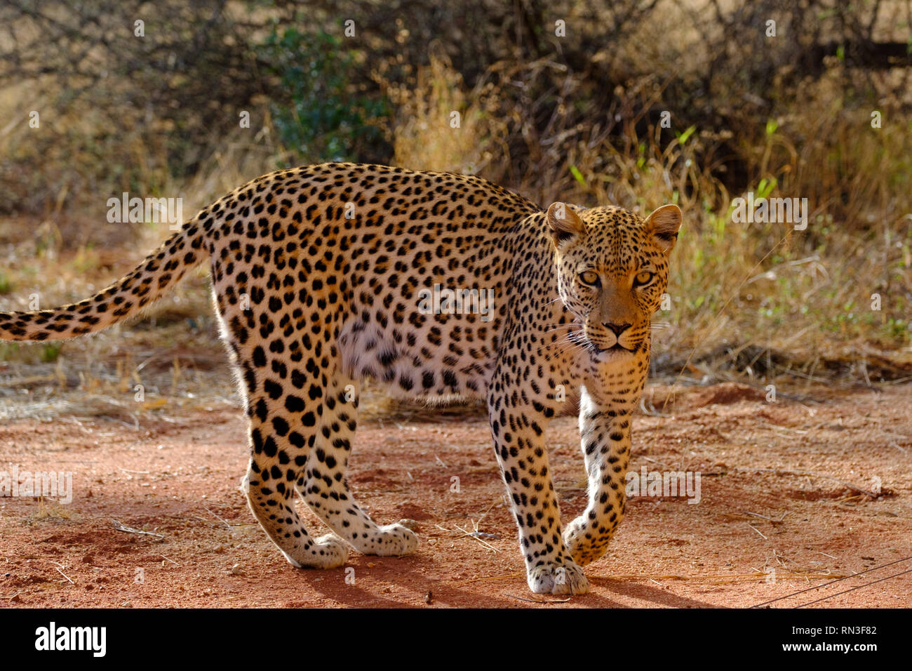 A leopard at the Africat Foundation, Okonjima Nature Reserve, Namibia ...