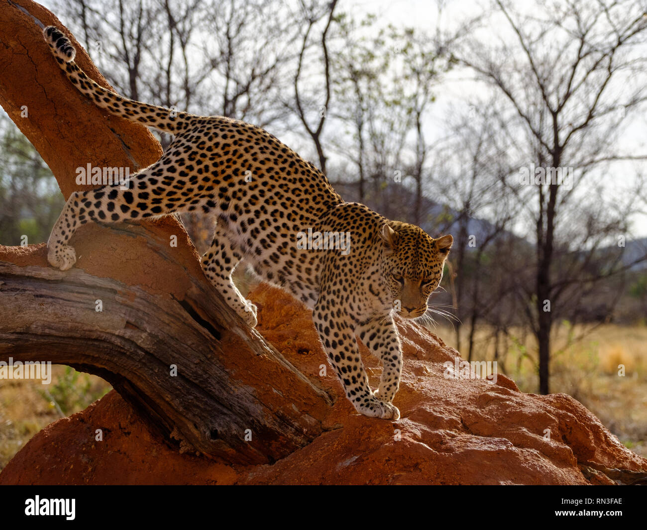 A leopard at the Africat Foundation, Okonjima Nature Reserve, Namibia ...