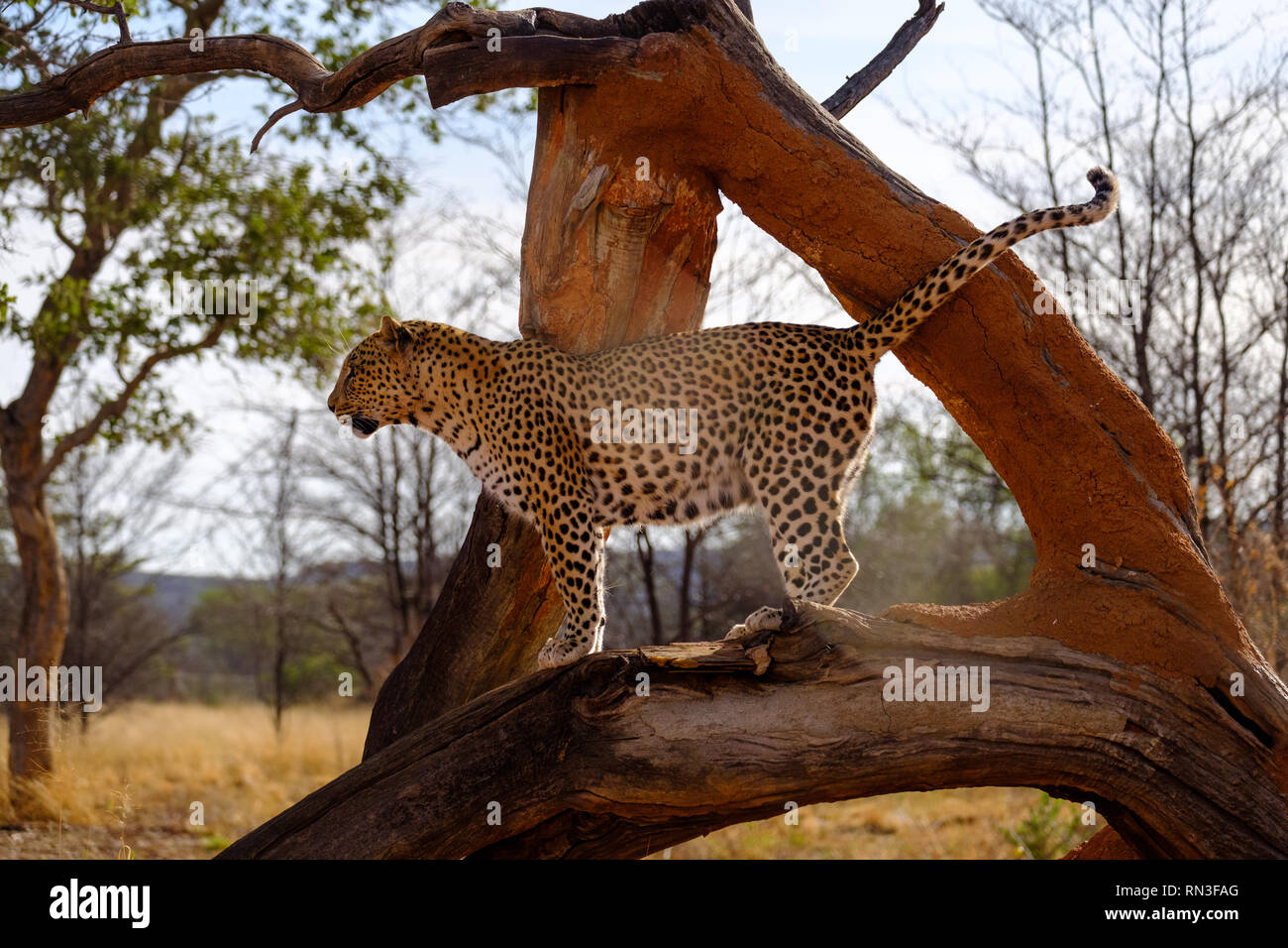 A leopard at the Africat Foundation, Okonjima Nature Reserve, Namibia ...