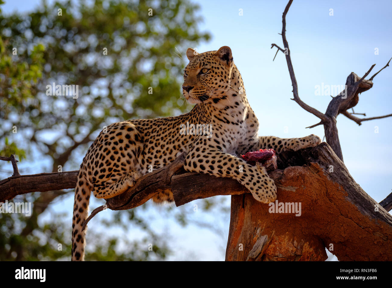 A leopard at the Africat Foundation, Okonjima Nature Reserve, Namibia ...