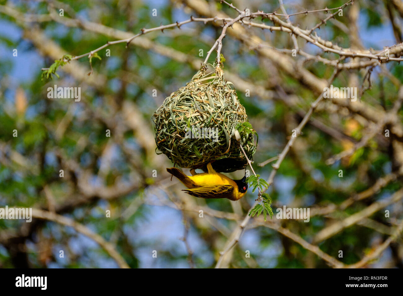 A weaver bird building a nest Stock Photo