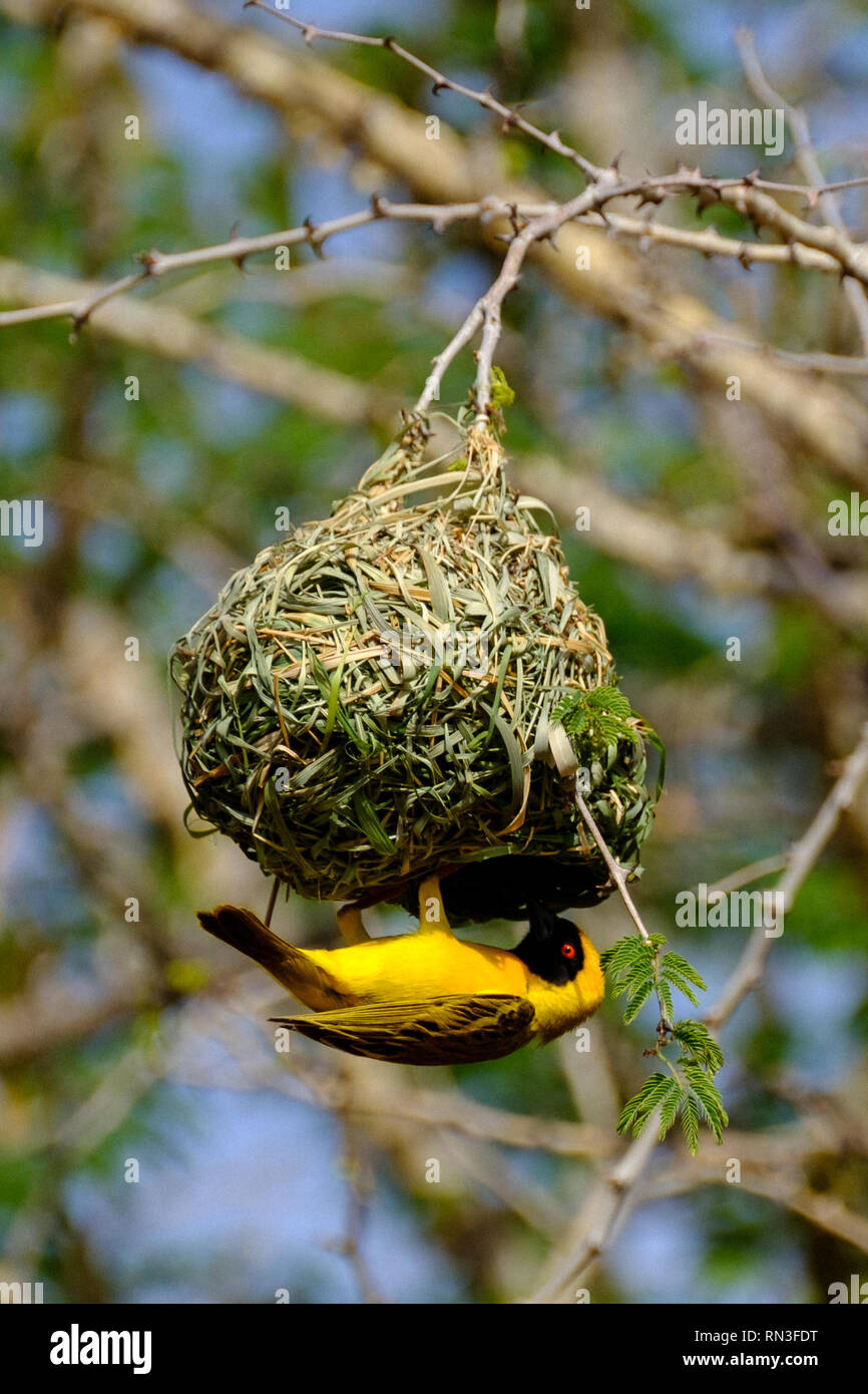 A weaver bird building a nest Stock Photo - Alamy