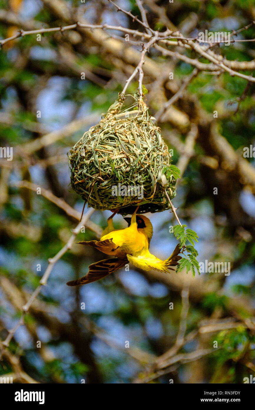A weaver bird building a nest Stock Photo