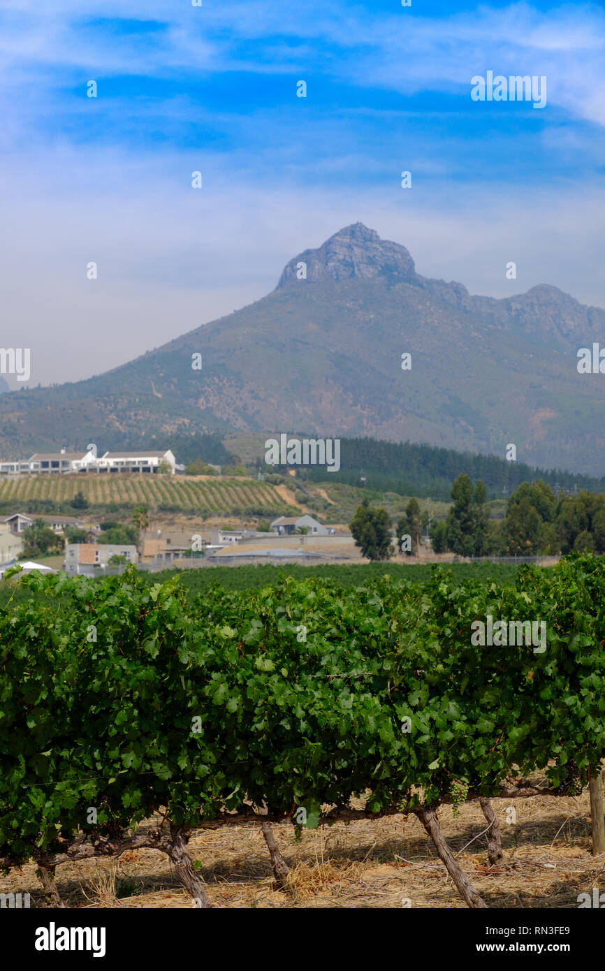 The Neil Ellis vineyard and tasting rooms in Stellenbosch, near Cape Town, South Africa Stock Photo