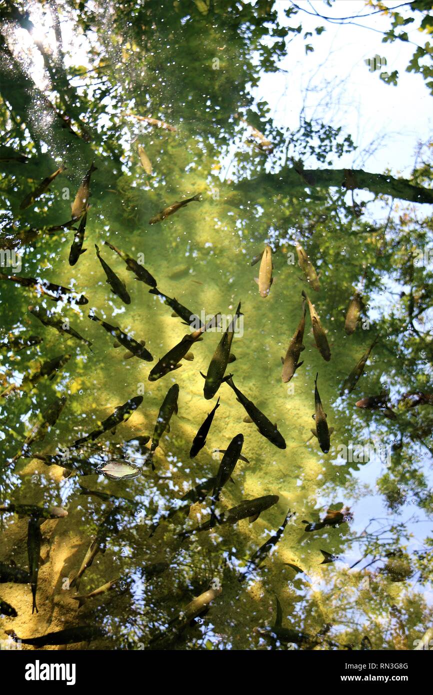 Small fish in the river of national park Krka in Croatia. Clean water where you see the reflection of the trees. Stock Photo