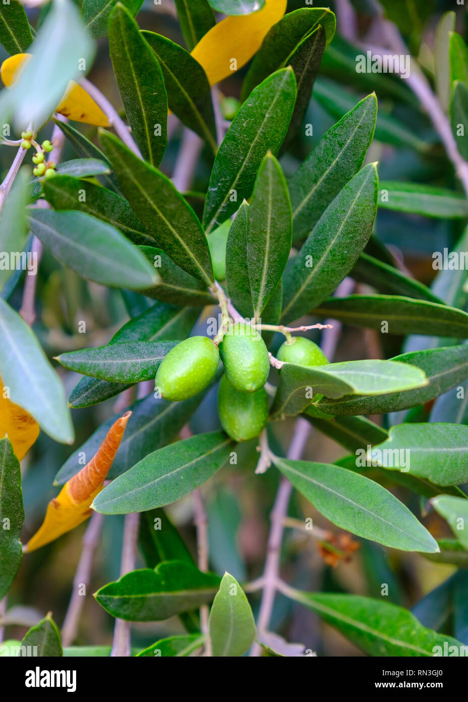 African olive olea europaea hires stock photography and images Alamy