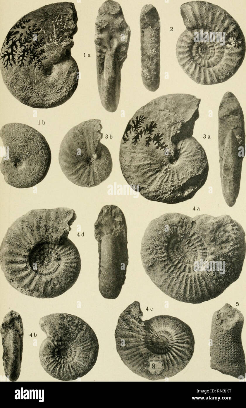 Annalen Des K K Naturhistorischen Hofmuseums K K Naturhistorisches Hofmuseum Vienna Austria Natural History J V Pia Mittellias Zephalop Fauna Aus Kleinasien Taf Xiv I Phot U Lichtdruck V M Jaff6 Wien Annal D K K