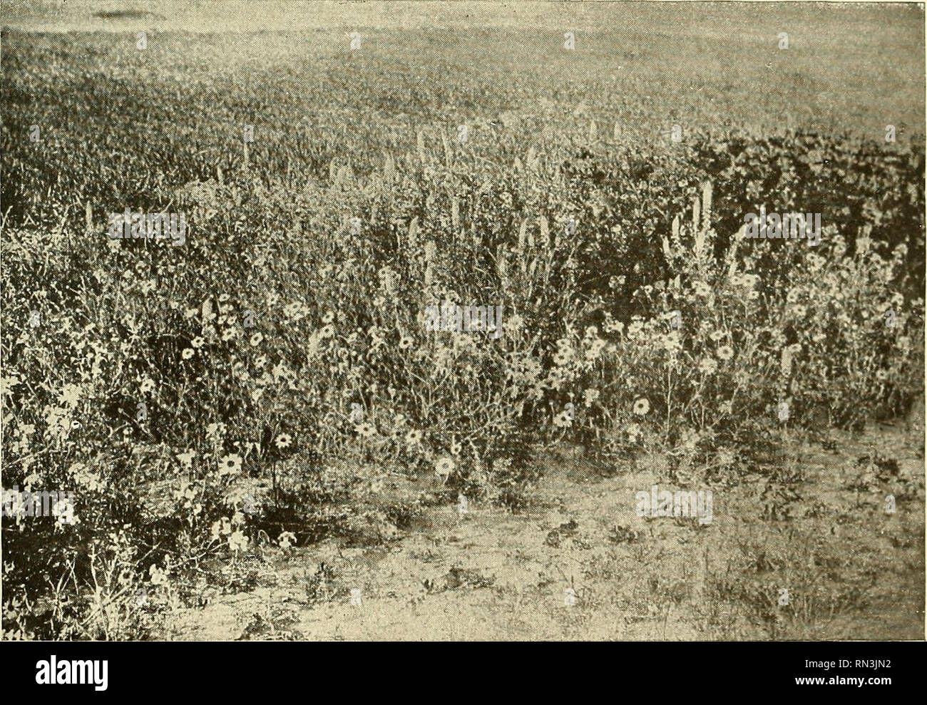 Handel Mazzetti High Resolution Stock Photography and Images - Alamy