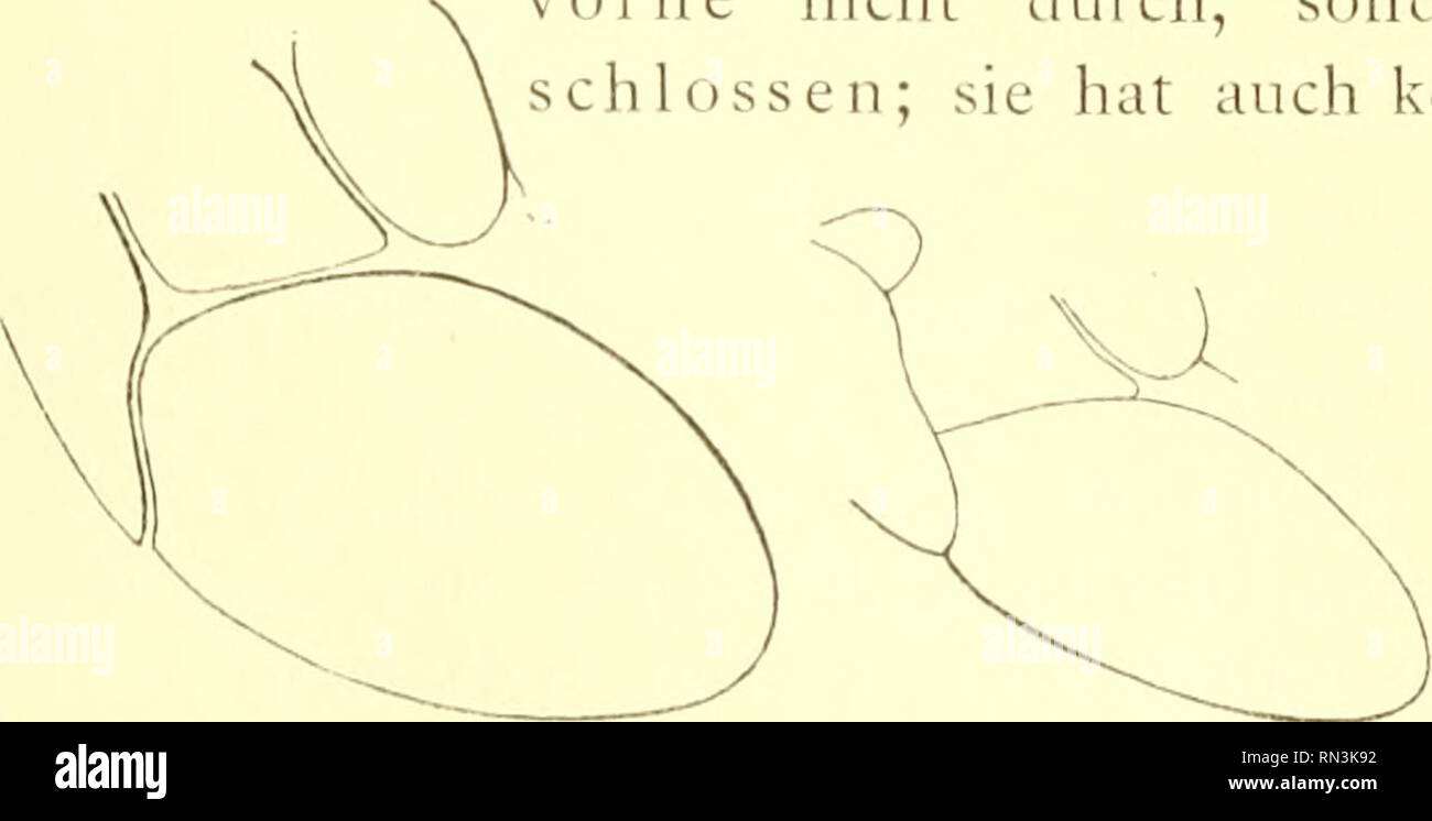 . Annalen des Naturhistorischen Museums in Wien. Naturhistorisches Museum (Austria); Natural history. 5« Franz Friedr. Kohl. Pelopoens (Chalybion) coeruleus Taschenherg, Zeitschr. f. d. ges. Naturwiss., Halle, XXXIV, p. 427, Nr. 1, cT, 5 1869 Chalybion coerideum Patton, Proc. Bost. Soc. Nat. Hist., XX, p. 378 . . 1880 Pelopoeus coeruleus Nehrling, Zool. Garten, XXV, p. 264, O 1884 Chalybion coerideum Provancher, Addit. Faune Hymen. Quebec, p. 256, Nr. 2 1887 Pelopoeus coeruleus M. Morley, Wasps and their ways, New York, p. 221, O 1900 Chalybion caeruleum Radoszkovsky, Bull. Soc. natural. Mosco Stock Photo