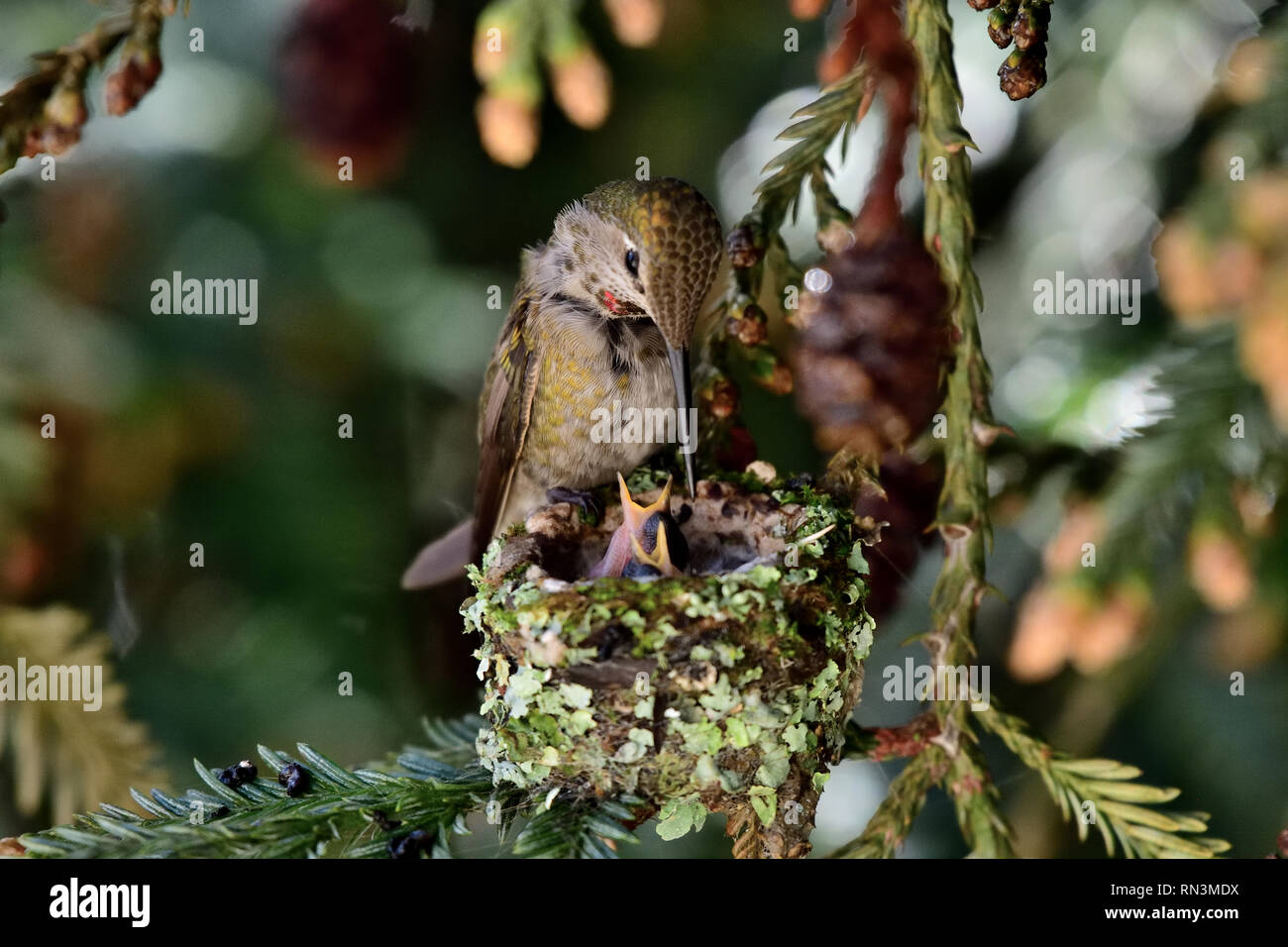 Anna's Hummingbird Feeding Chicks Stock Photo - Alamy