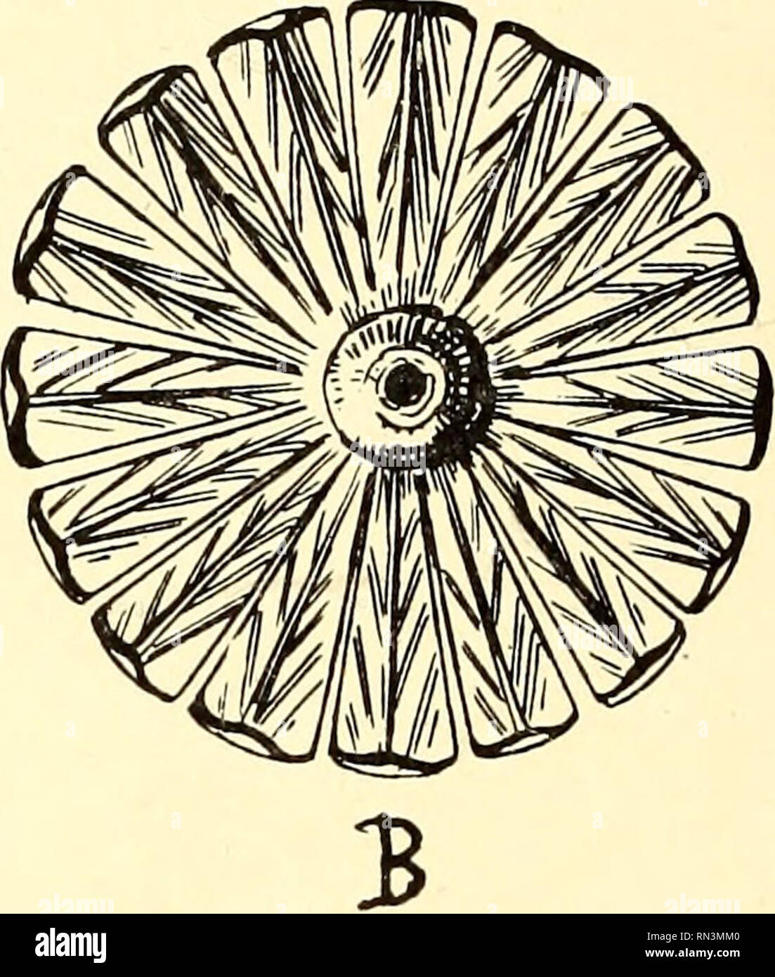 . Anleitung zur bestimmung der karbonpflanzen West-Europas, mit besonderer berücksichtigung der in den Niederlanden und den benachbarten ländern gefundenen oder noch zu erwartenden arten. Paleobotany; Paleobotany. 3io. an der Basis nicht verwachsen, mit der Spitze die Basis des folgenden Gliedes ein wenig überragend, lanzettlich, mit Mittelrippe, etwas gestreift. Sporangienträger säulenförmig, rechtwinkelig abstehend, sehr dünn, an der schildförmig erweiterten Spitze 4 umgekehrt eiförmige, bis elliptische Sporangien tragend, je 6 in einem Quirl stehend I). Bemerkungen. Das von Weiss und Carrut Stock Photo