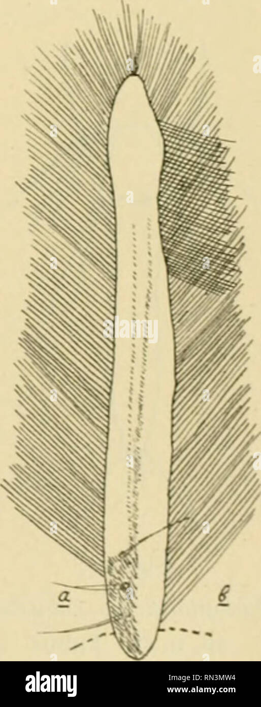 . Annalen des Naturhistorischen Museums in Wien. Naturhistorisches Museum (Austria); Natural history. Fig. 6. Eulophothrips robiistus sp. n. cf. Totalansicht. Vergr. ca. 17. derbrust reichend. Maxillartaster 2 gliedrig, 2. Glied ungefähr dop- pelt so lang als das i. Glied, am Ende abgerundet, mit einigen kur- zen Haaren versehen; i. Glied breiter als das 2. Oberhalb der Basis der Maxillartaster beiderseits einige starke Borsten. Labialtaster kürzer als die Maxillartaster, gleichfalls in kurze Haare endigend. Fühler nicht ganz dreimal so lang als der Kopf, mit schwa- chen Sinnesborsten versehen Stock Photo