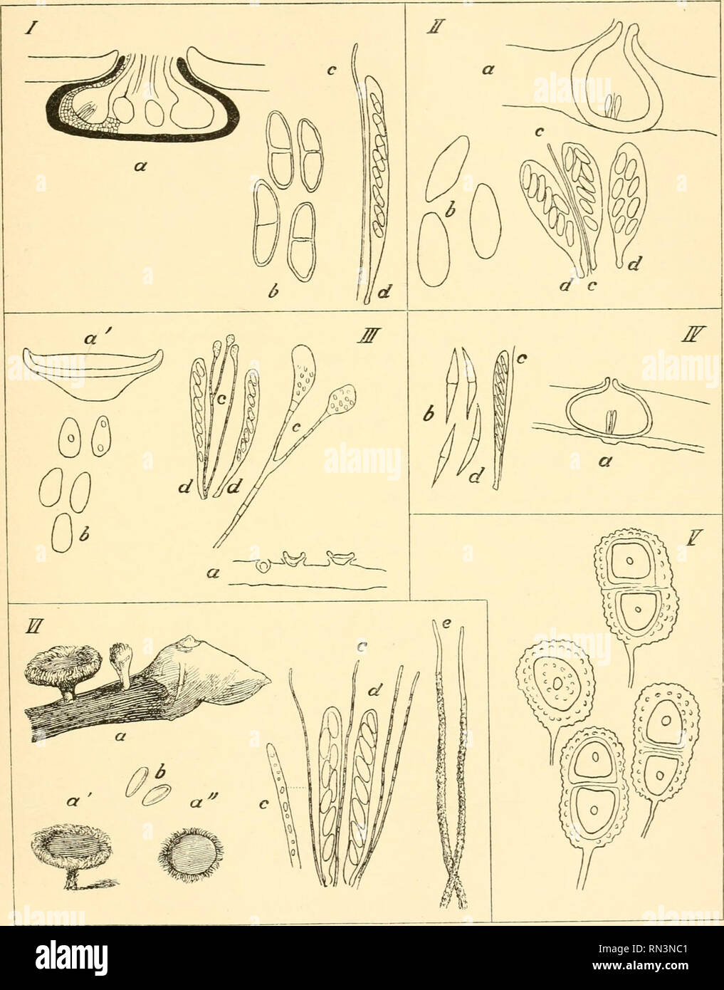 . Annalen des Naturhistorischen Museums in Wien. Naturhistorisches Museum (Austria); Natural history. J. A. Bäumler, Mykologische Fragmente. Taf. XVI.. I. Hercospora Kornhuberi. II. Physalospora hyperborea. III. Cenangiiim Ritbi. W. Didymella UmbeUiferantm. V. Puccinia Drabae. '. Dasyscj'pha strobilicola. Annalen des k. k. naturhist. Hofmuseums. Bd. XIII, iFq*^-. Please note that these images are extracted from scanned page images that may have been digitally enhanced for readability - coloration and appearance of these illustrations may not perfectly resemble the original work.. Naturhistor Stock Photo