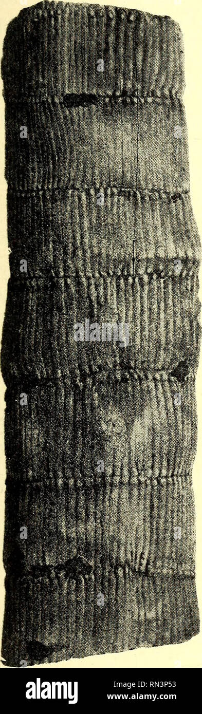 . Anleitung zur bestimmung der karbonpflanzen West-Europas, mit besonderer berücksichtigung der in den Niederlanden und den benachbarten ländern gefundenen oder noch zu erwartenden arten. Paleobotany; Paleobotany. 173 Sternb. als Steinkern, Asterophyllites longifolius, Sternb. als Blätter und Blattzweige und Palaeostachya pedunculata als Sporenähre. In wie weit Deltenre's Ansicht zutreffend ist, kann ohne weitere Mittei- lungen seinerseits nicht entschieden werden. Es ist hierbei zu beachten, dass Zeiller x) angiebt, dass die Blätter, welche auf der Achse von P. pedunculata gefunden wurden und Stock Photo