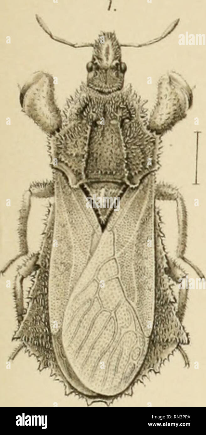 Annalen Des K K Naturhistorischen Hofmuseums K K Naturhistorisches Hofmuseum Vienna Austria Natural History A Handlirsch Monofirapliic Dov Pliymatid Ml Taf V Please Note That These Images Are Extracted From Scanned Page