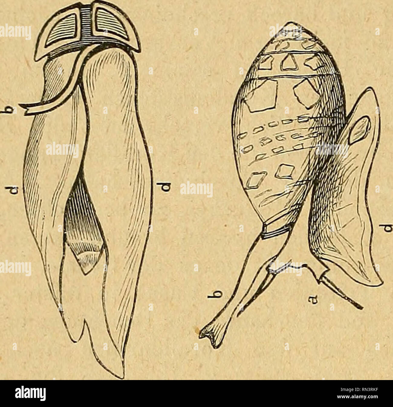 Get Allzulange Desktop Wallpaper