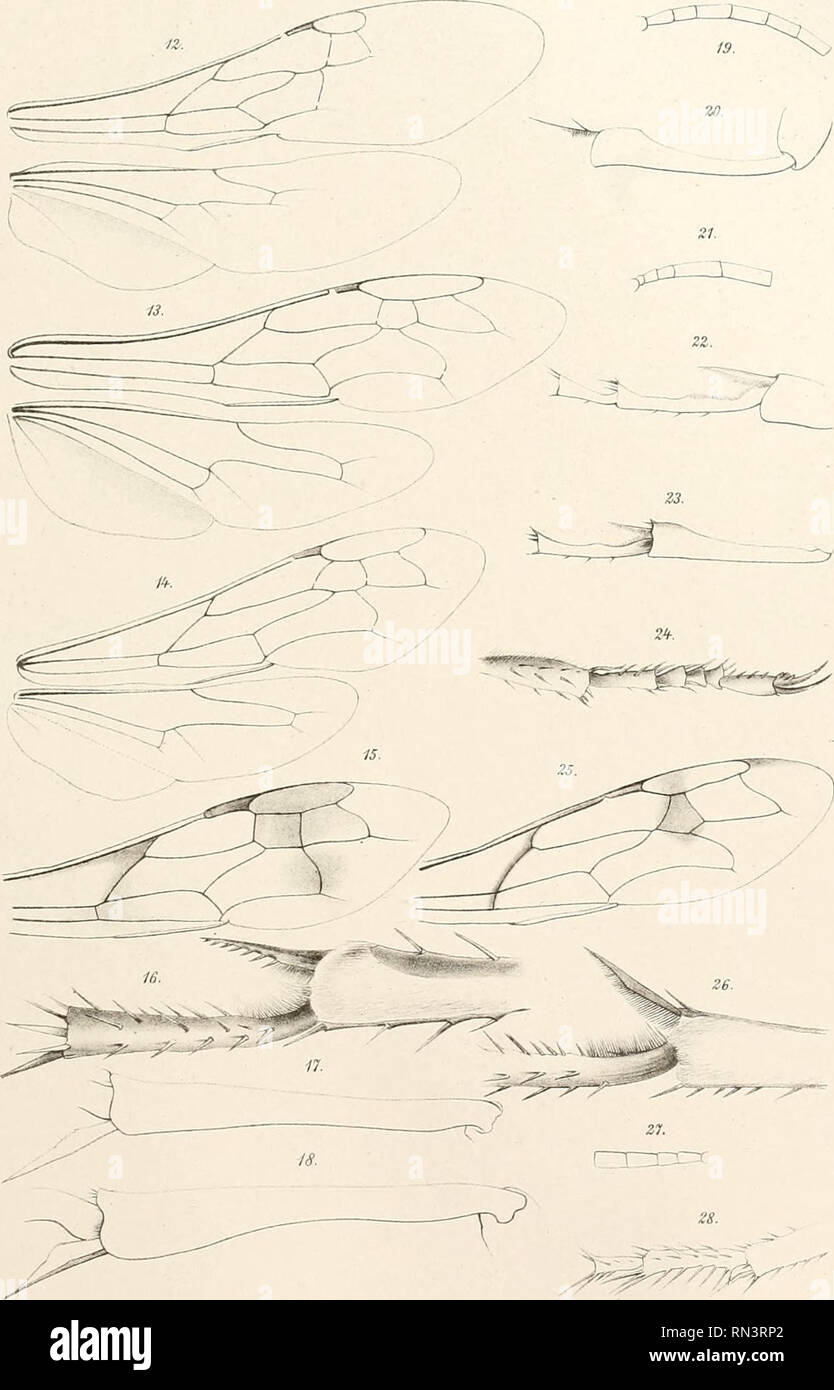 Annalen Des K K Naturhistorischen Hofmuseums K K Naturhistorisches Hofmuseum Vienna Austria Natural History Kohl Llymenopierevi Ruppe Der Spkecinentaf Il Taf K Lith Anst Ir Tlubaimwarth Wienf Vu Bcz Annal D K K Natuphisl Hofmuseums Band V