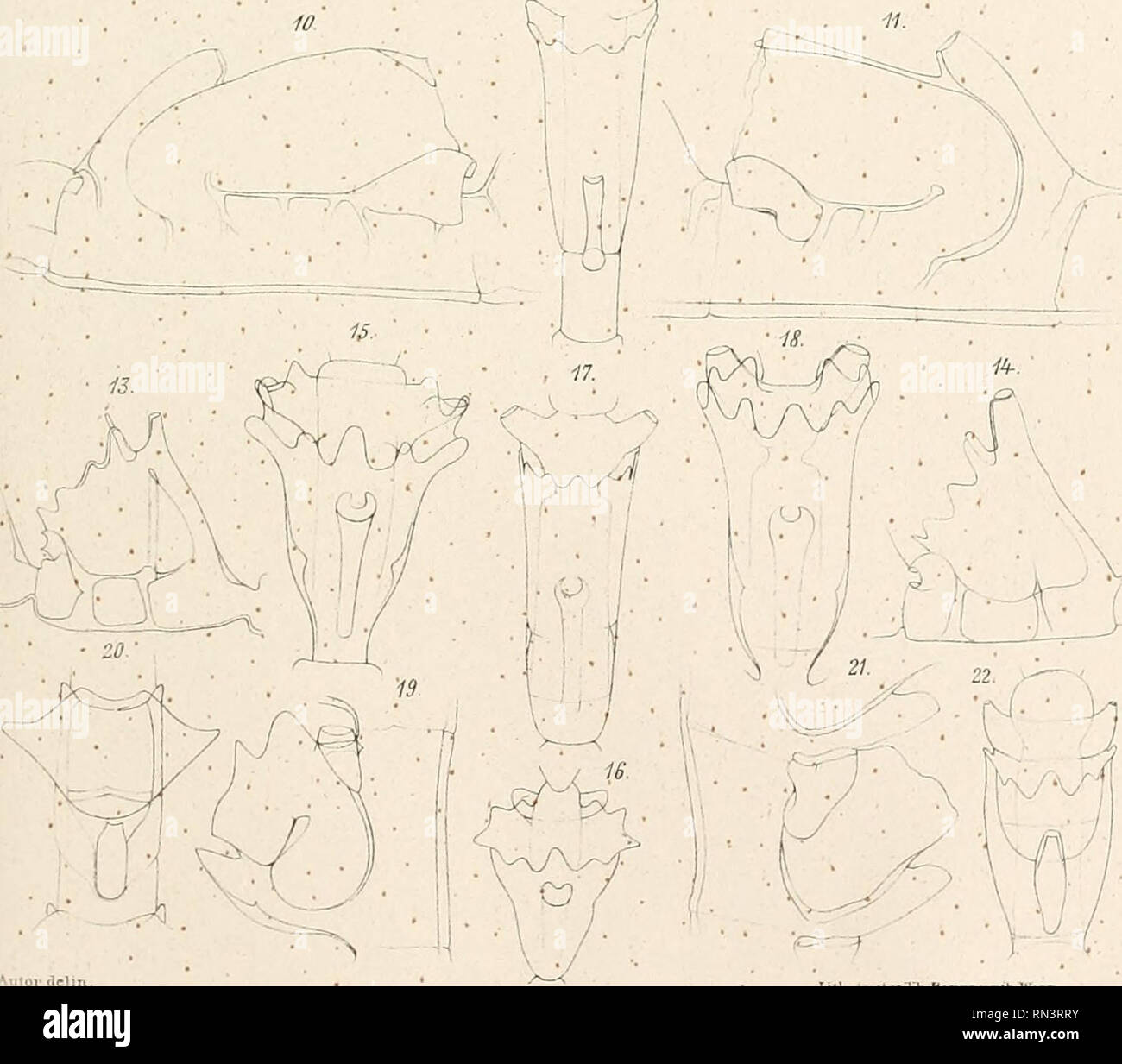 Annalen Des K K Naturhistorischen Hofmuseums K K Naturhistorisches Hofmuseum Vienna Austria Natural History I Marktaimer Tirrnerf Lsoher Bydroiden Taf Vh S 3 7 J L 5 12