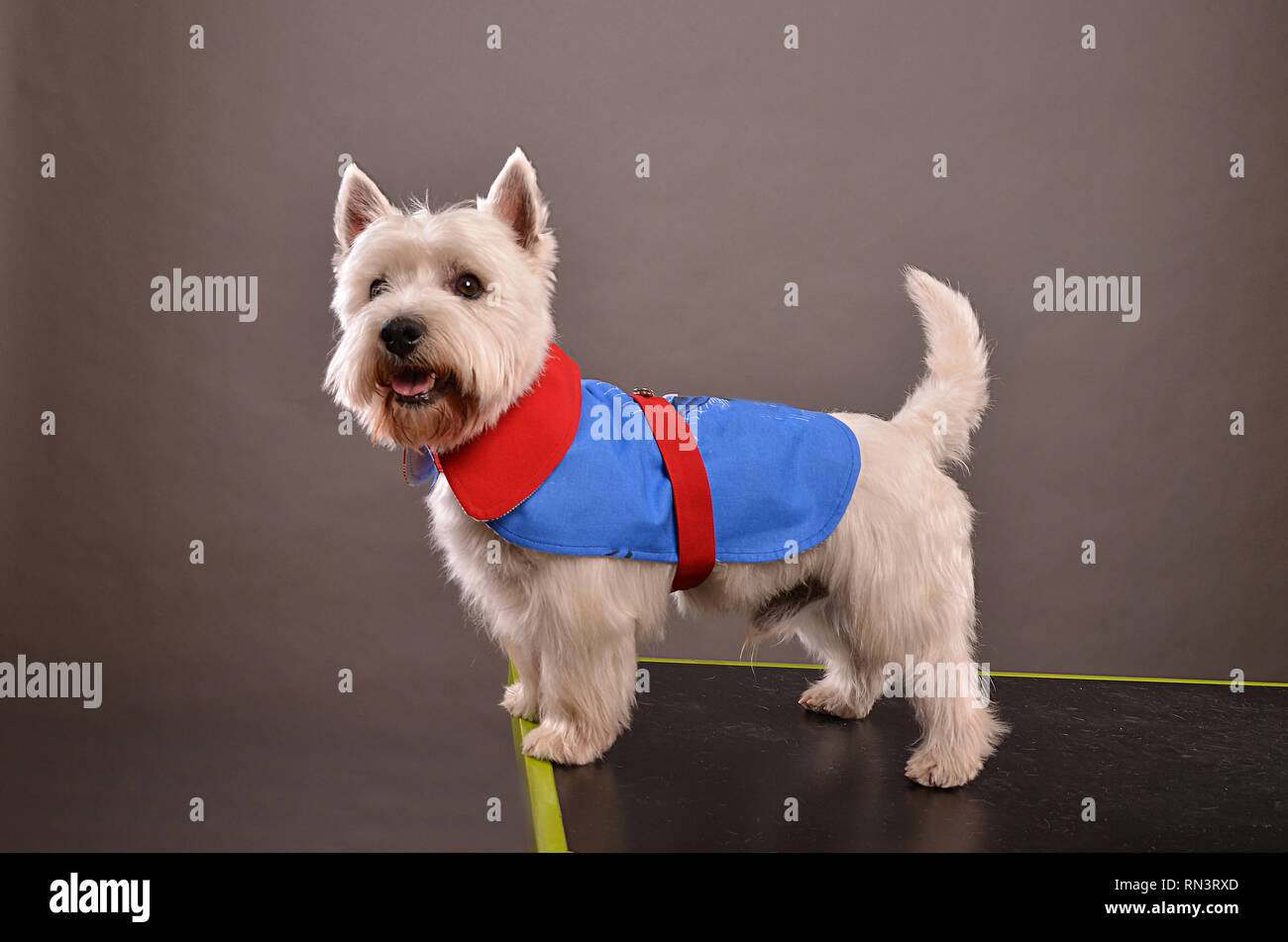 Young Westie dog or West Highland Terrier, standing on table in studio, posing in red and blue jacket, gray background Stock Photo